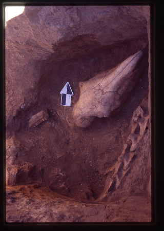 A Botai horse skull buried at the Krasnyi Yar site in Kazakhstan. (Image: Sandra Olsen)